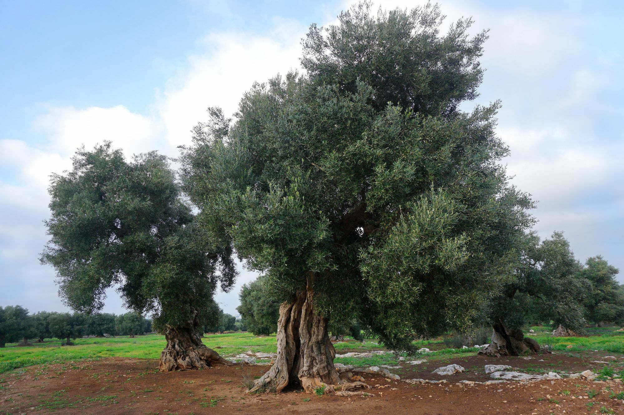 Masseria Capece Pezze Di Greco Exterior photo